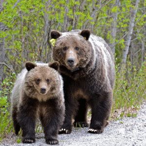 Baby California Grizzly