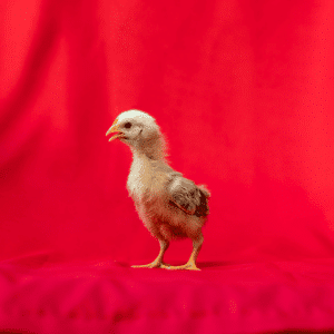 Baby Rhode Island Red