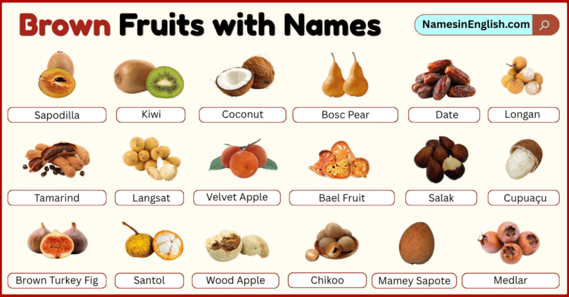 Brown Fruits with Names in English with their Pictures