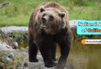 California State Animal with Name and Picture