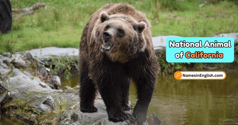 California State Animal with Name and Picture