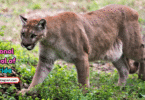 Florida State Animal with Name and Picture