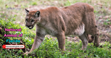 Florida State Animal with Name and Picture