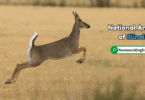 Illinois State Animal with Name and Picture