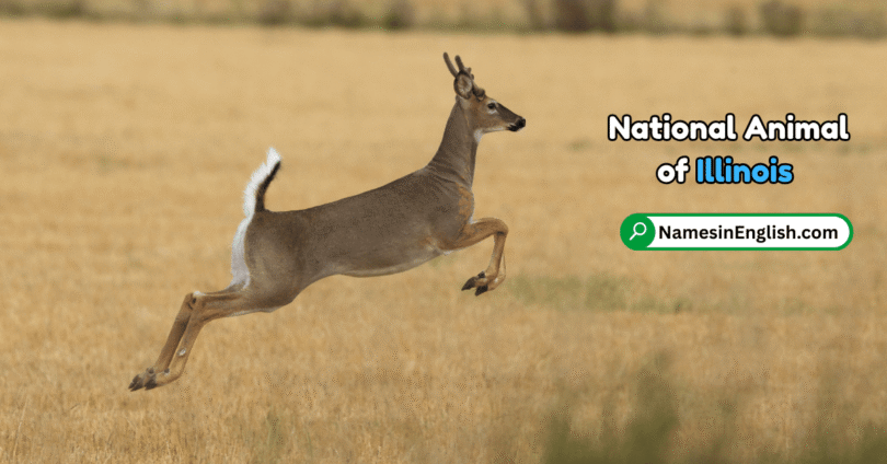 Illinois State Animal with Name and Picture