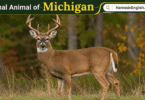Michigan State Animal with Name and Picture