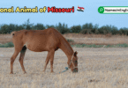 Missouri State Animal with Name and Picture