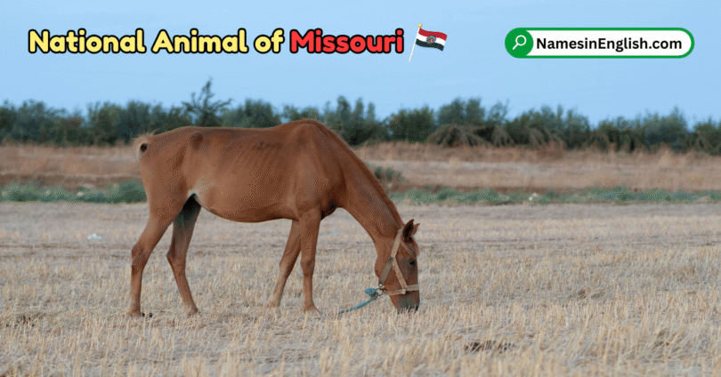 Missouri State Animal with Name and Picture