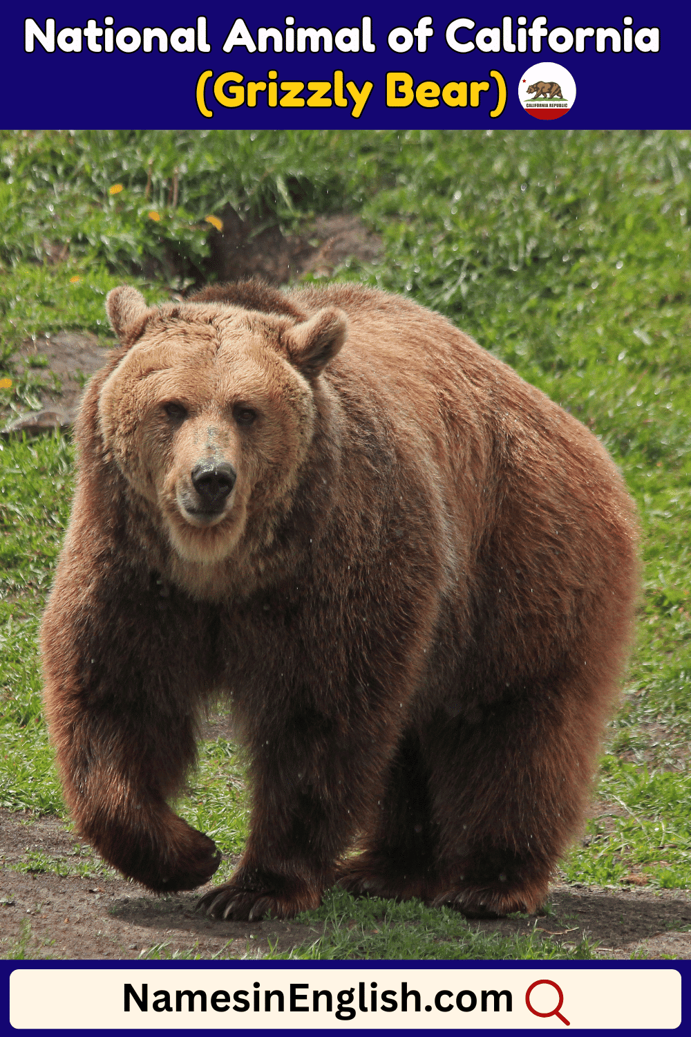 Name of National Animal of California