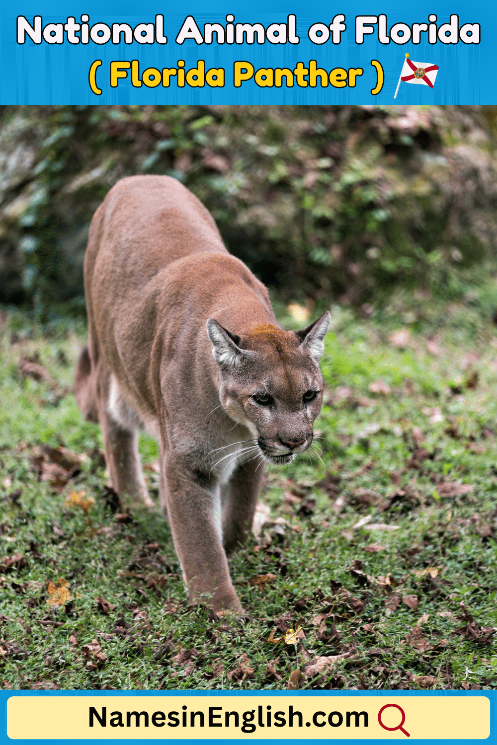 Name of National Animal of Florida
