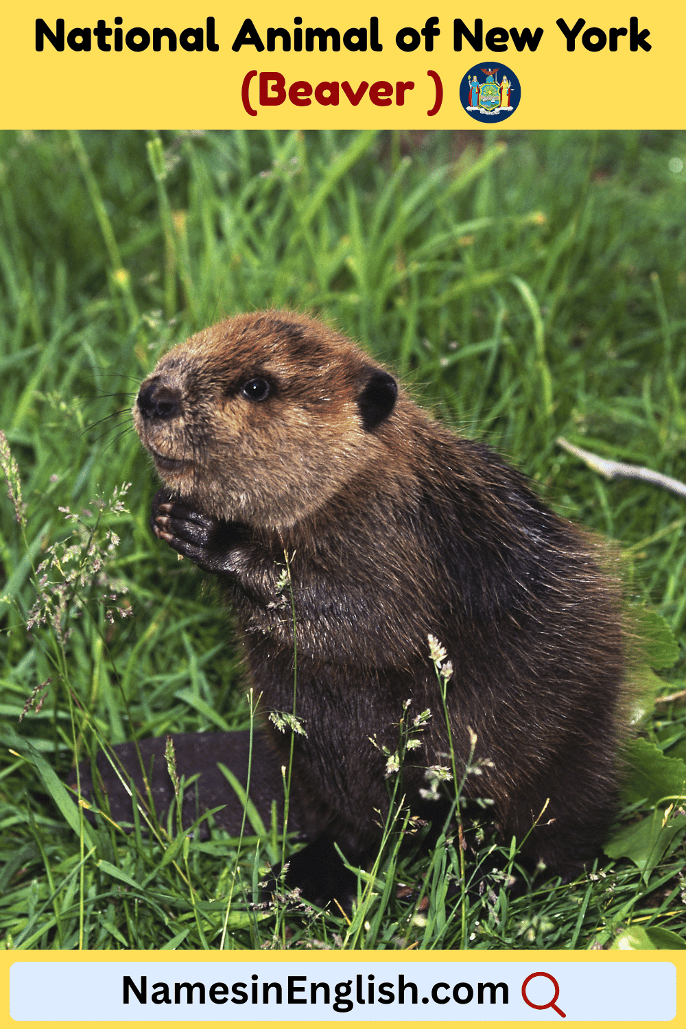 Name of National Animal of New York
