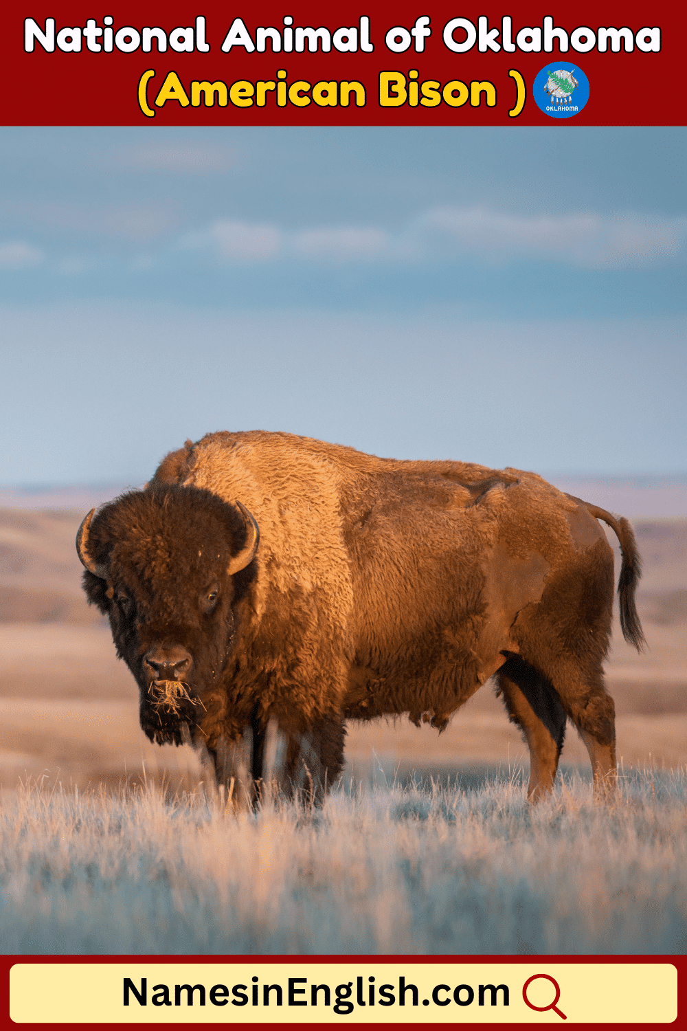 Name of National Animal of Oklahoma