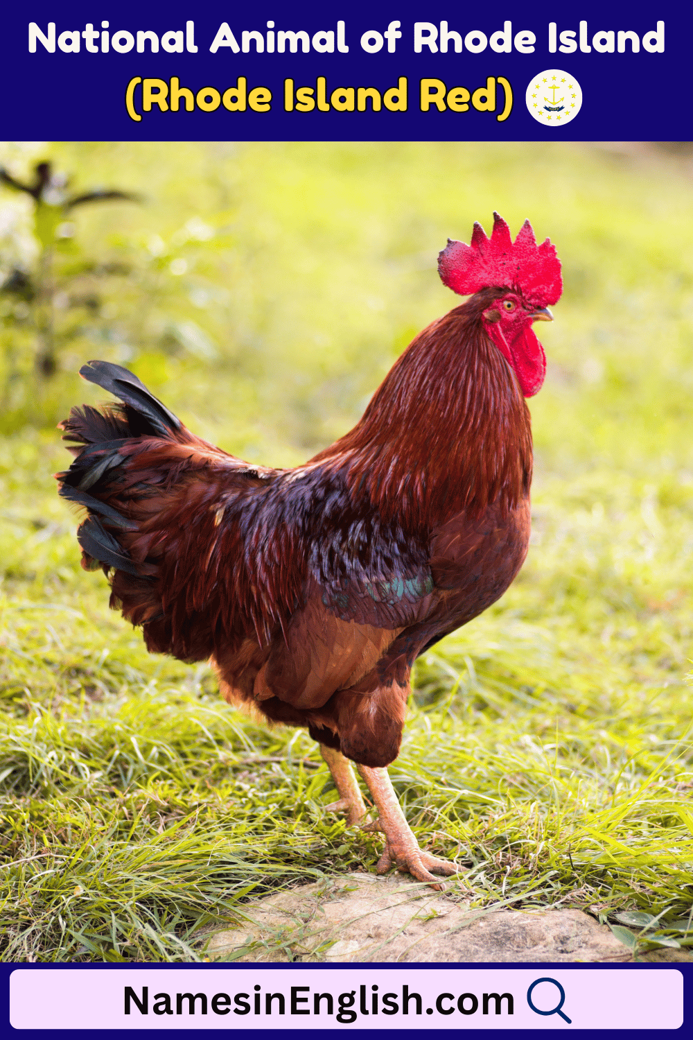 Name of National Animal of Rhode Island