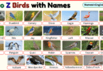 Names of Birds from A to Z with Pictures