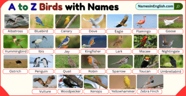 Names of Birds from A to Z with Pictures