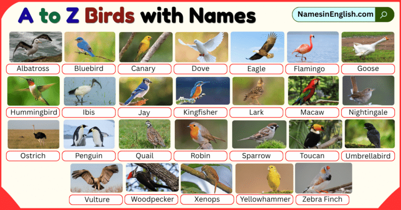 Names of Birds from A to Z with Pictures