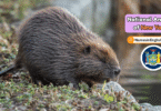 New York State Animal with Name and Picture