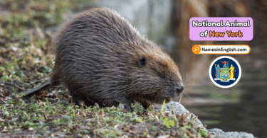 New York State Animal with Name and Picture
