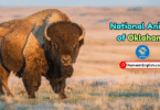 Oklahoma State Animal with Name and Picture