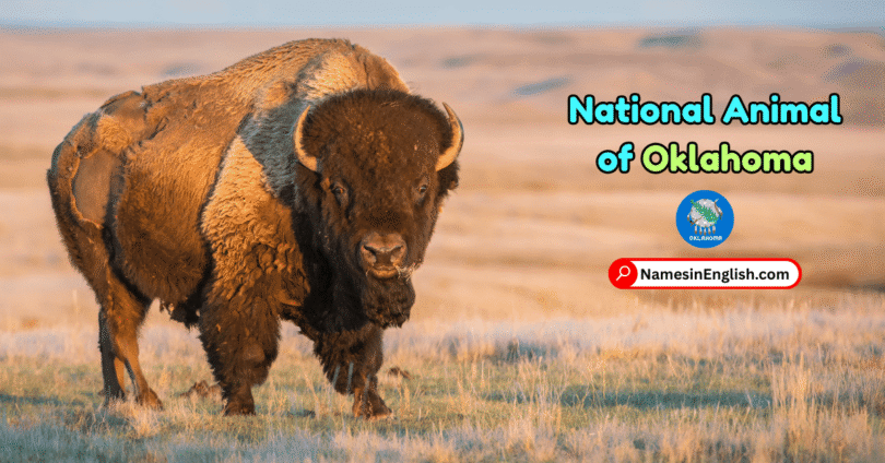 Oklahoma State Animal with Name and Picture