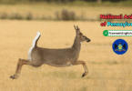 Pennsylvania State Animal with Name and Picture