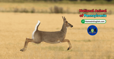Pennsylvania State Animal with Name and Picture