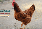 Rhode Island State Animal with Name and Picture