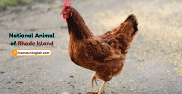 Rhode Island State Animal with Name and Picture