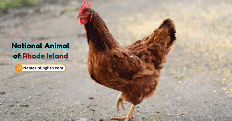 Rhode Island State Animal with Name and Picture