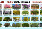 Small Trees with Pictures and their Names in English