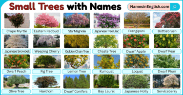 Small Trees with Pictures and their Names in English
