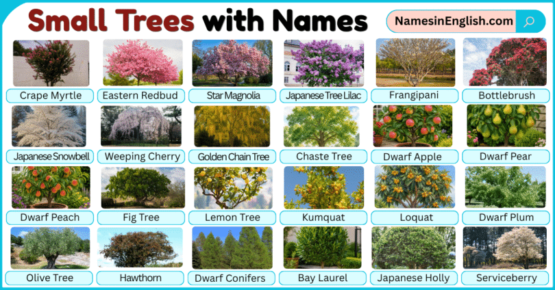 Small Trees with Pictures and their Names in English