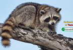 Tennessee State Animal with Name and Picture