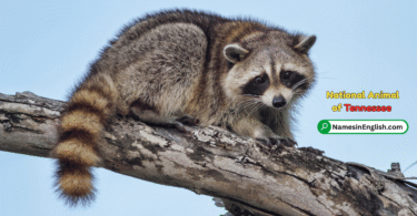 Tennessee State Animal with Name and Picture