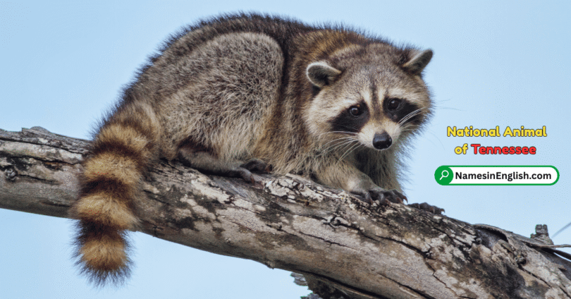 Tennessee State Animal with Name and Picture