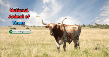 Texas State Animal with Name and Picture