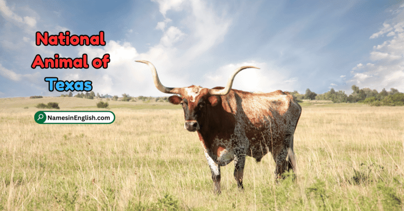 Texas State Animal with Name and Picture
