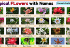 Tropical Flowers with Pictures and Names in English