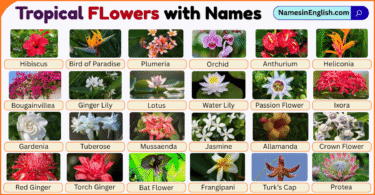 Tropical Flowers with Pictures and Names in English