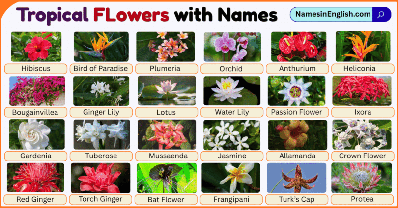 Tropical Flowers with Pictures and Names in English