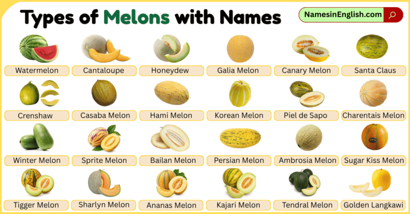 Types of Melons with Pictures and Names in English