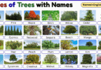 Types of Trees with Names in English with Pictures