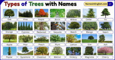 Types of Trees with Names in English with Pictures