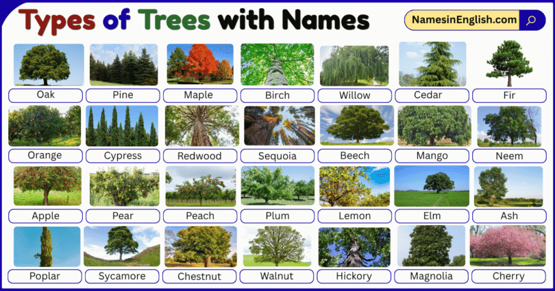 Types of Trees with Names in English with Pictures