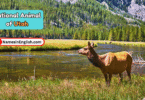 Utah State Animal with Name and Picture