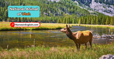 Utah State Animal with Name and Picture