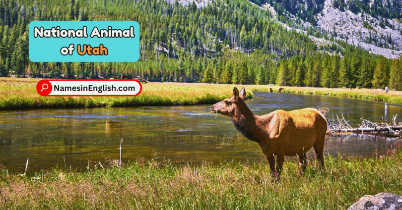 Utah State Animal with Name and Picture
