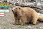 Washington State Animal with Name and Picture