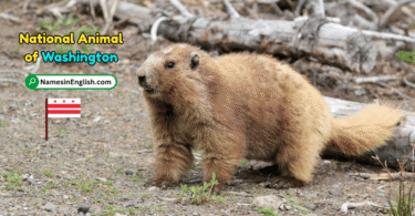 Washington State Animal with Name and Picture