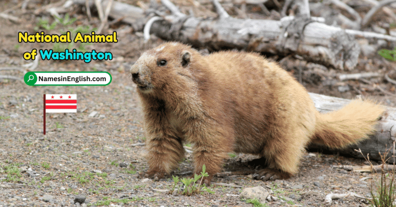 Washington State Animal with Name and Picture